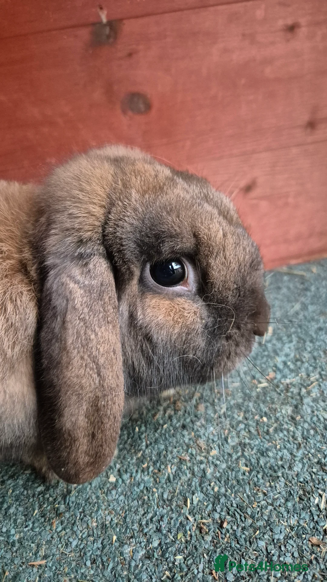 Mini Lop rabbits for sale: Mini Lop - Advert 3