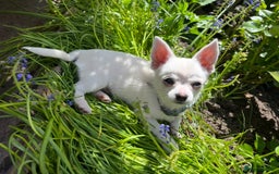 Chihuahua dogs for sale: Chihuahua looking for a forever home  - Image 1