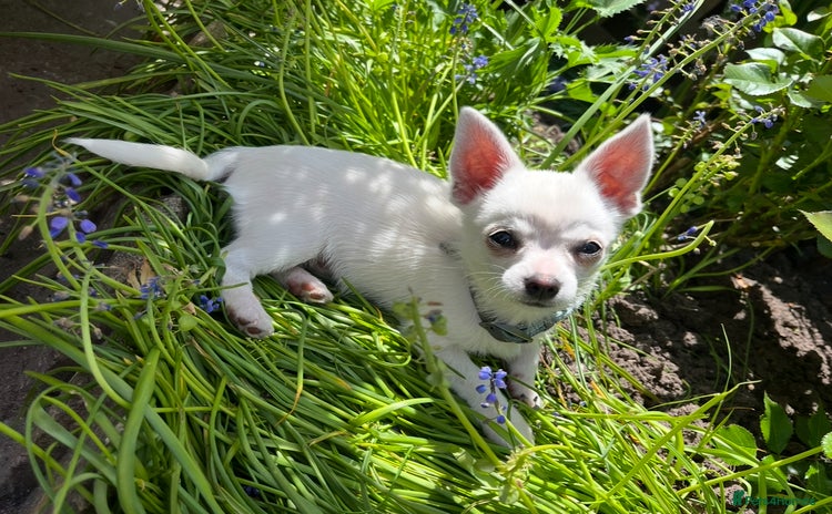 Chihuahua dogs - Advert 1