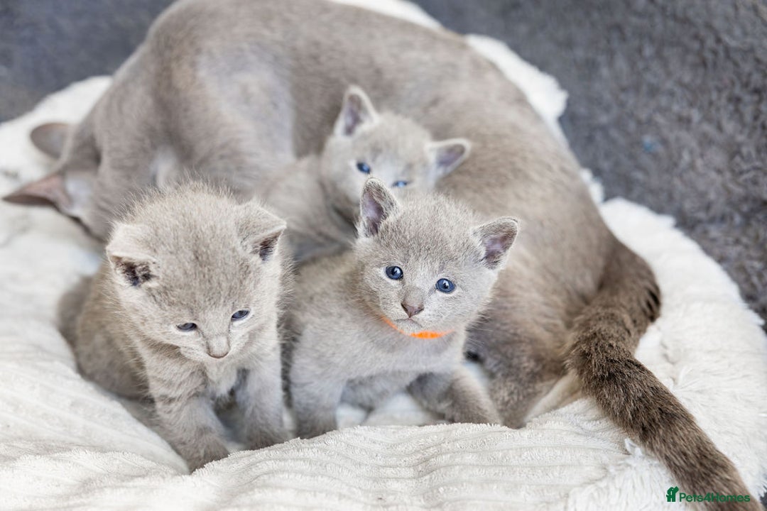 Russian Blue cats for sale: Pure Russian Blue Kittens, Silver Coat Green Eyes  - Advert 19