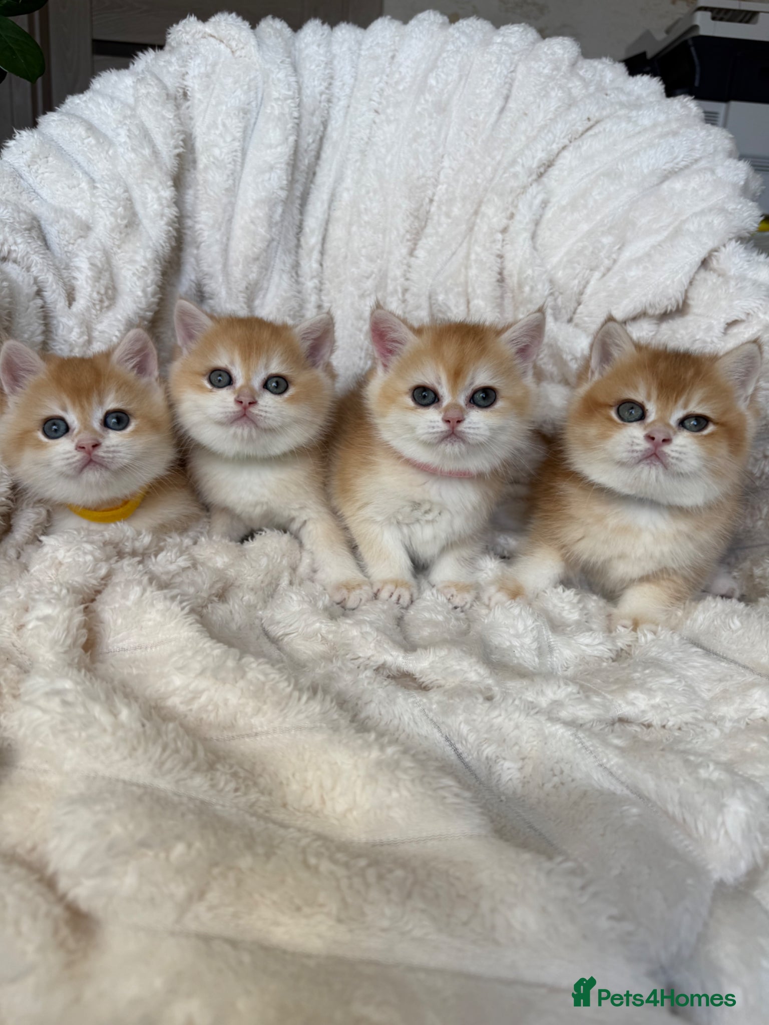 British Shorthair cats 🧡 Exceptional golden British shorthair kittens 🧡 - Advert 1