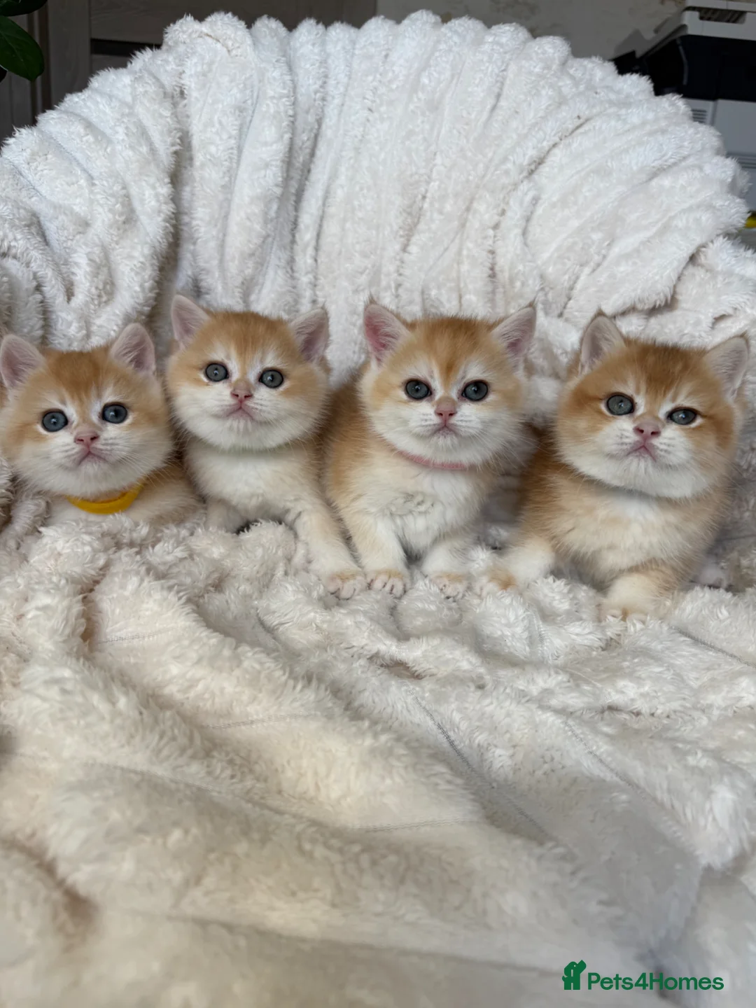 British Shorthair cats for sale: 🧡 Exceptional golden British shorthair kittens 🧡 - Advert 1