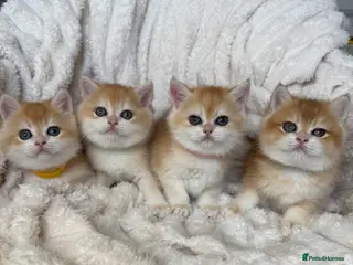 British Shorthair cats for sale: 🧡 Exceptional golden British shorthair kittens 🧡 - Advert 2