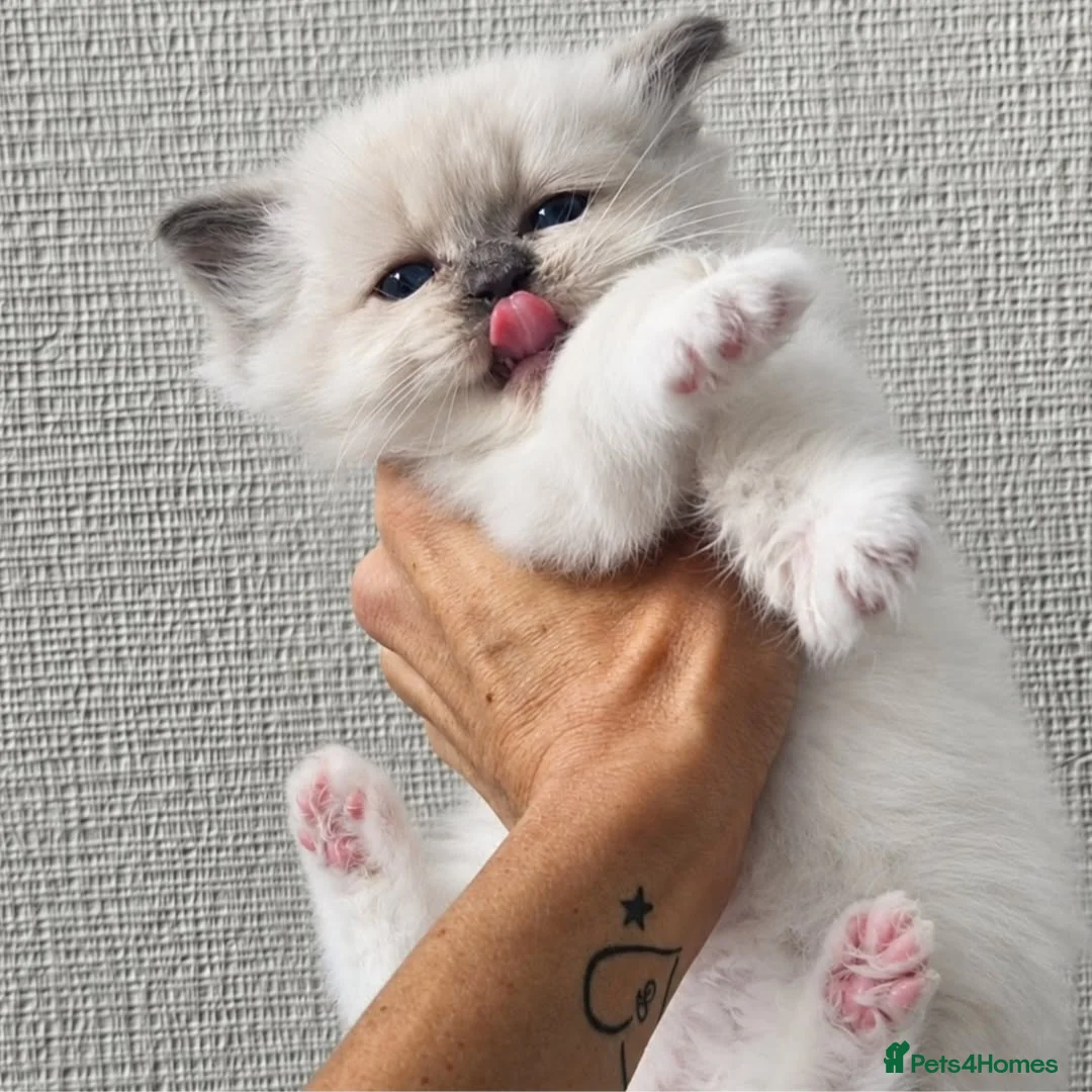 Ragdoll cats for sale: 4 champion line pedigree ragdolls  - Advert 2
