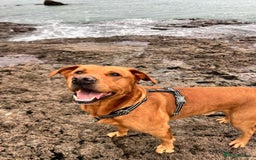 Labrador Retriever dogs for sale: My beautiful girl red fox Labrador need good home - Image 1