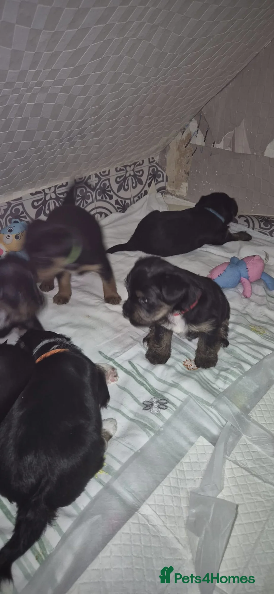 Mixed Breed dogs for sale: Yorkshire terrier mix brider - Advert 12