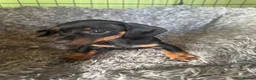 Miniature Dachshund dogs for sale: Miniature Dachshund  - Advert 7