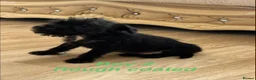 Patterdale Terrier dogs for sale: Patterdale terriers  - Advert 4