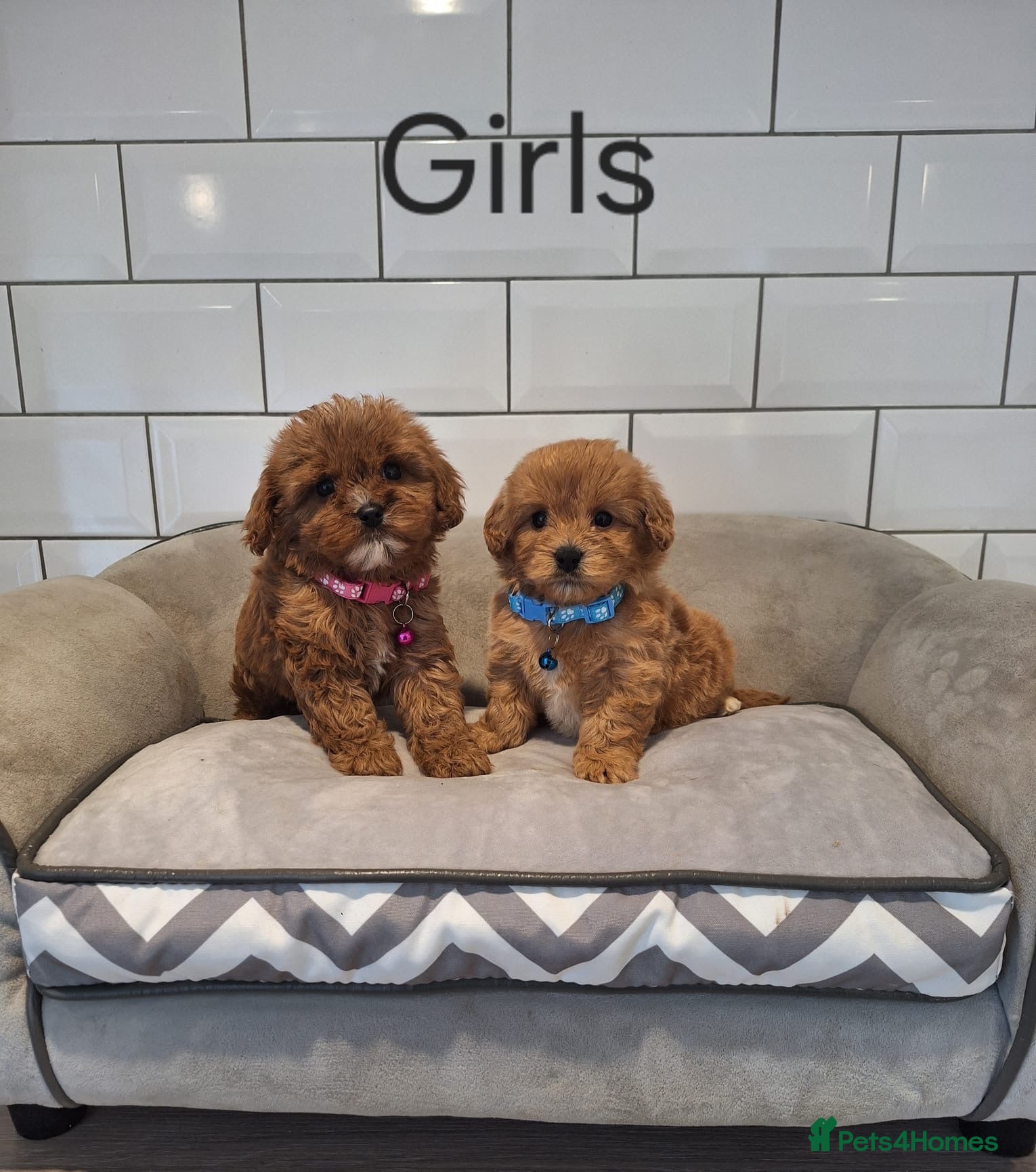 Cavapoochon dogs 💖 Gorgeous Cavapoochons 💖 - Advert 2