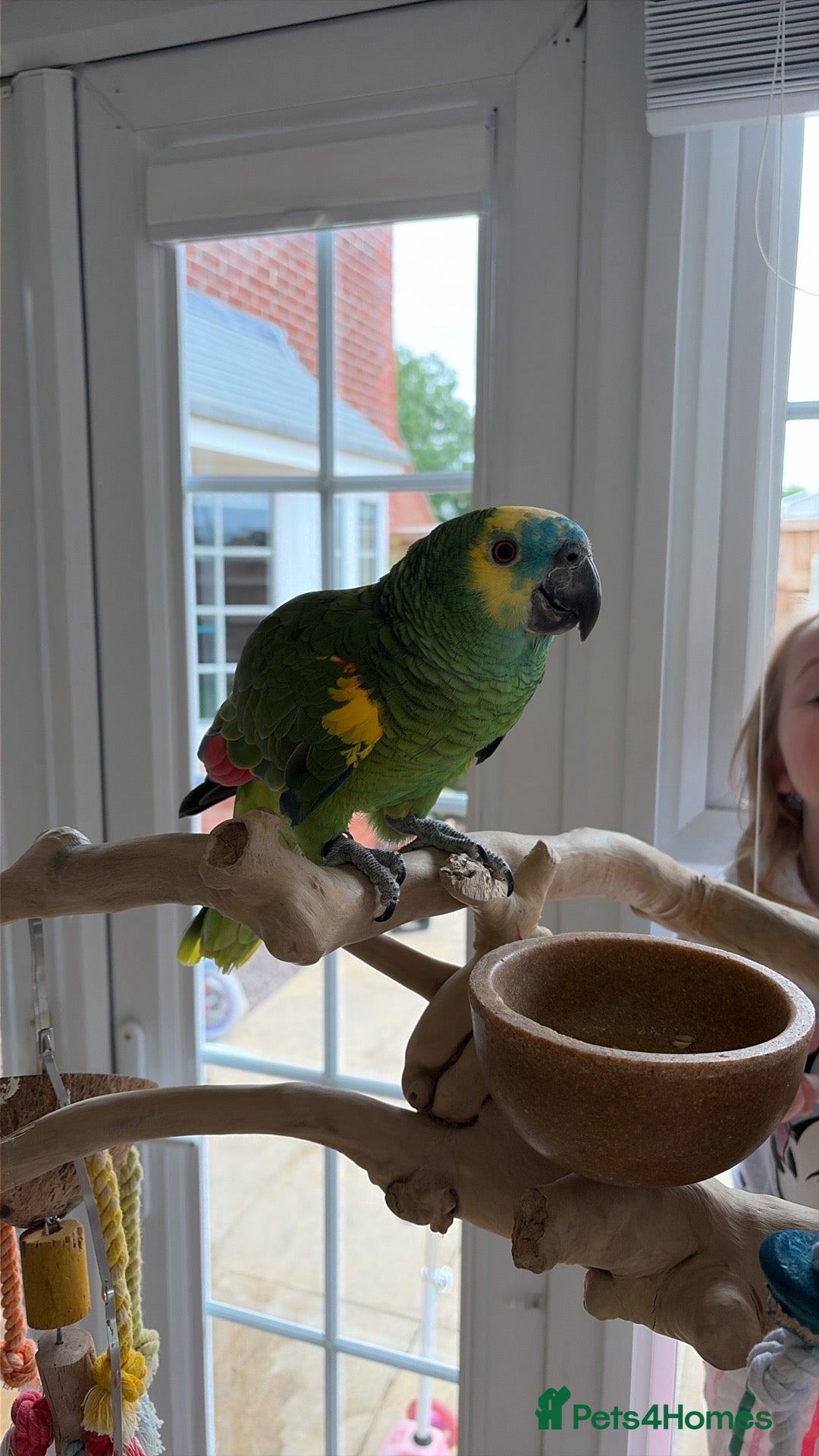 Parrots birds Blue fronted Amazon. 4 years, semi tame!!! - Advert 1