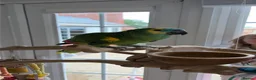 Parrots birds for sale: Blue fronted Amazon. 4 years, semi tame!!! - Advert 1