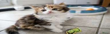 British longhair