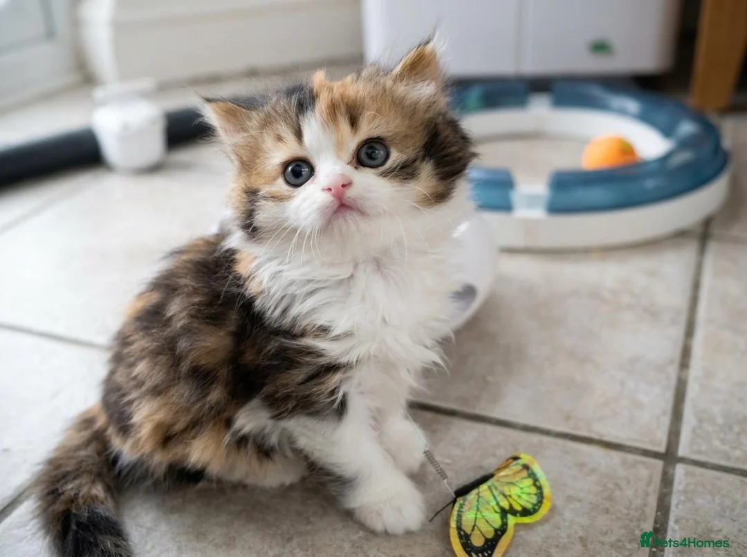 British Shorthair cats for sale: Beautiful British Shorthair & Longhair Kittens - Advert 29