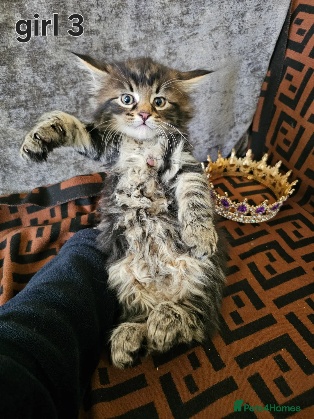 Maine Coon cats for sale:  Beautiful Siberian x Maine Coon Kittens Available - Advert 15