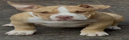 American Bully dogs for sale: American  bully puppies - Advert 4