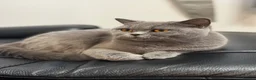 British Shorthair cats for sale: 5 Stunning Bsh Kittens  - Advert 16