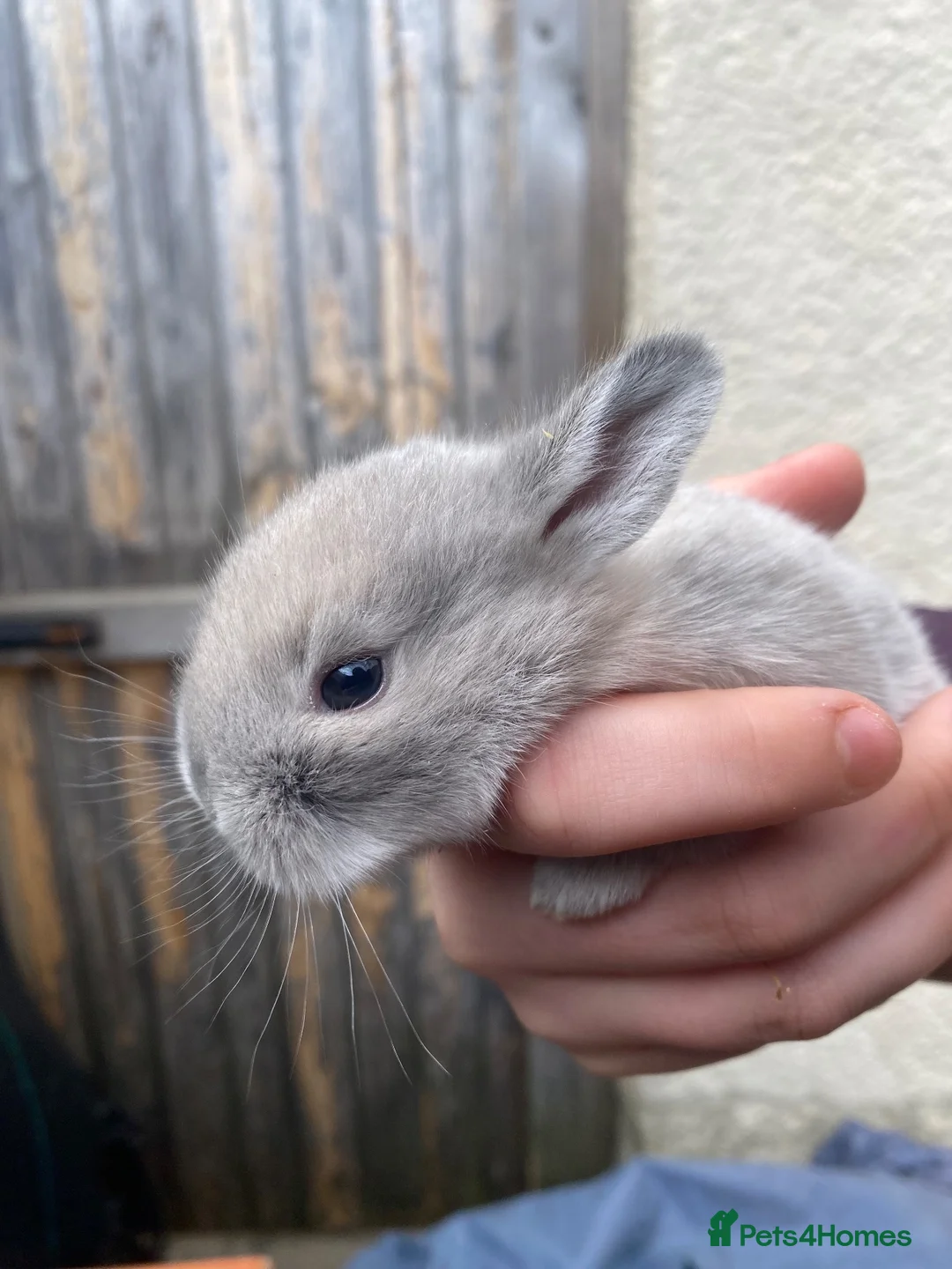 Mixed Breed rabbits for sale: Baby bunnies in Aberdare - Advert 10