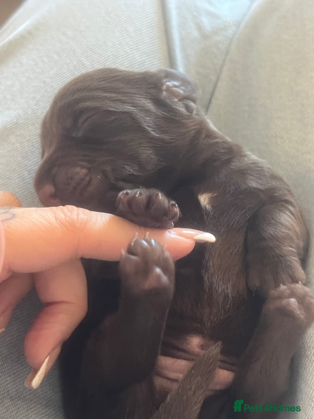 Mixed Breed dogs for sale: DAXIPOO PUPPIES  - Image 16