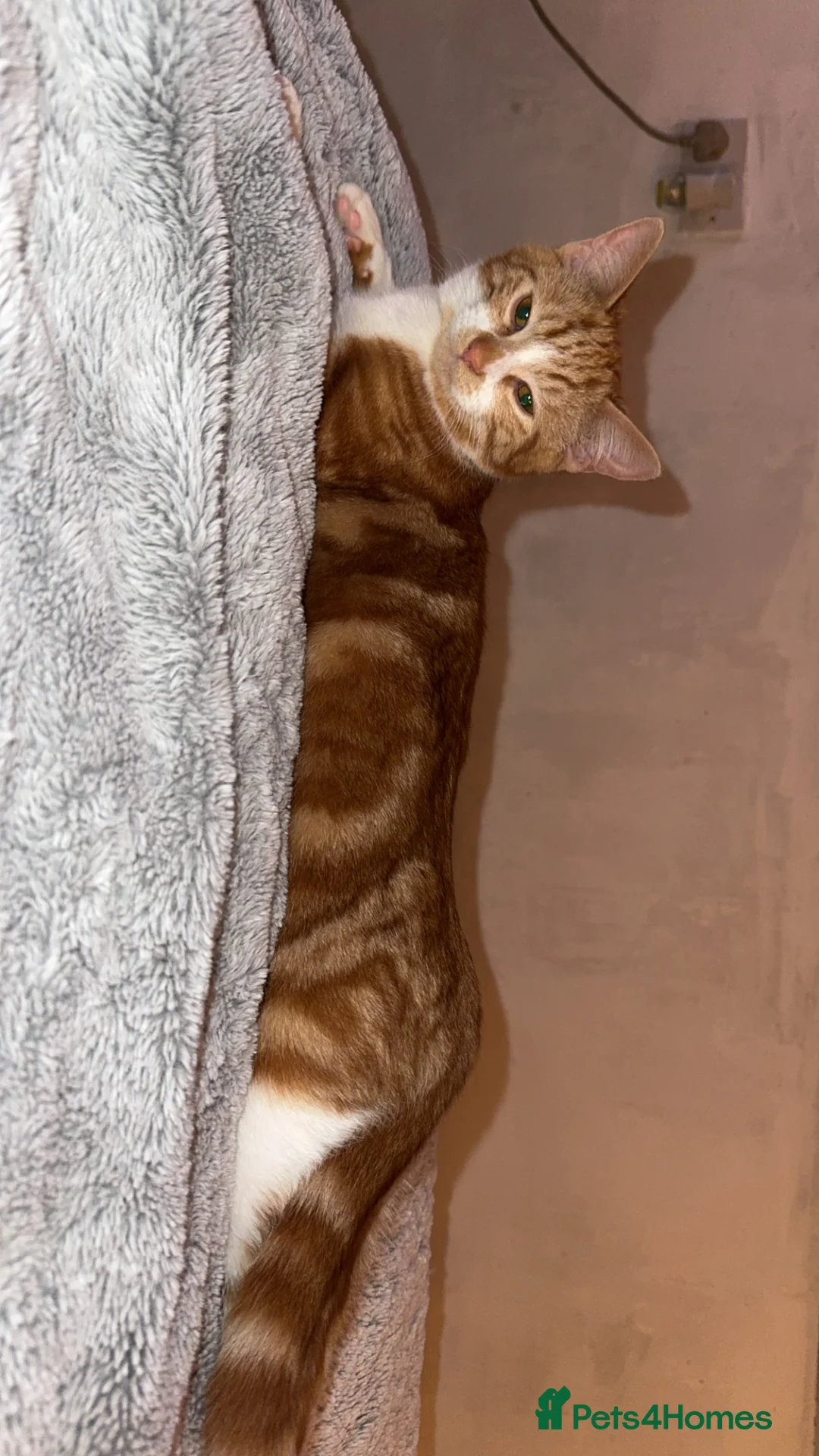 Mixed Breed cats for sale: 2x ginger kittens for sale - Advert 17