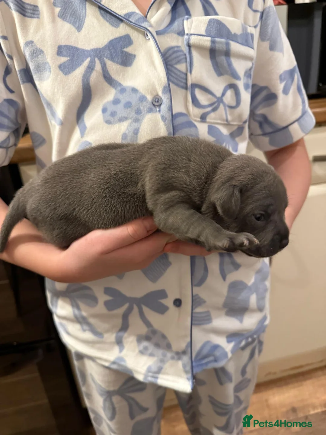 Staffordshire Bull Terrier dogs for sale: Beautiful BLUE kc registered puppies - Advert 3