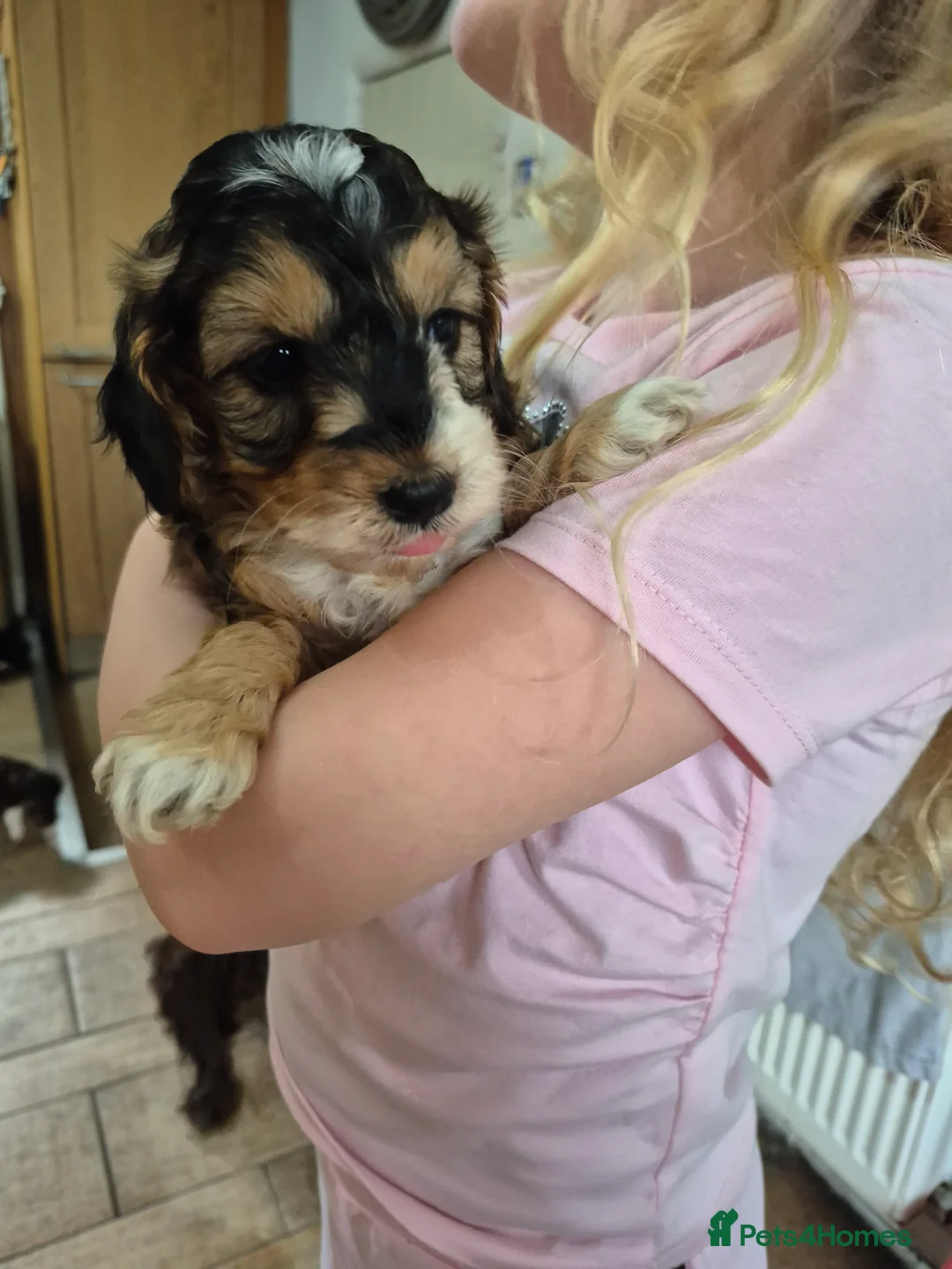 Cockapoo dogs for sale: Beautiful health tested F1 cockapoos - Advert 10