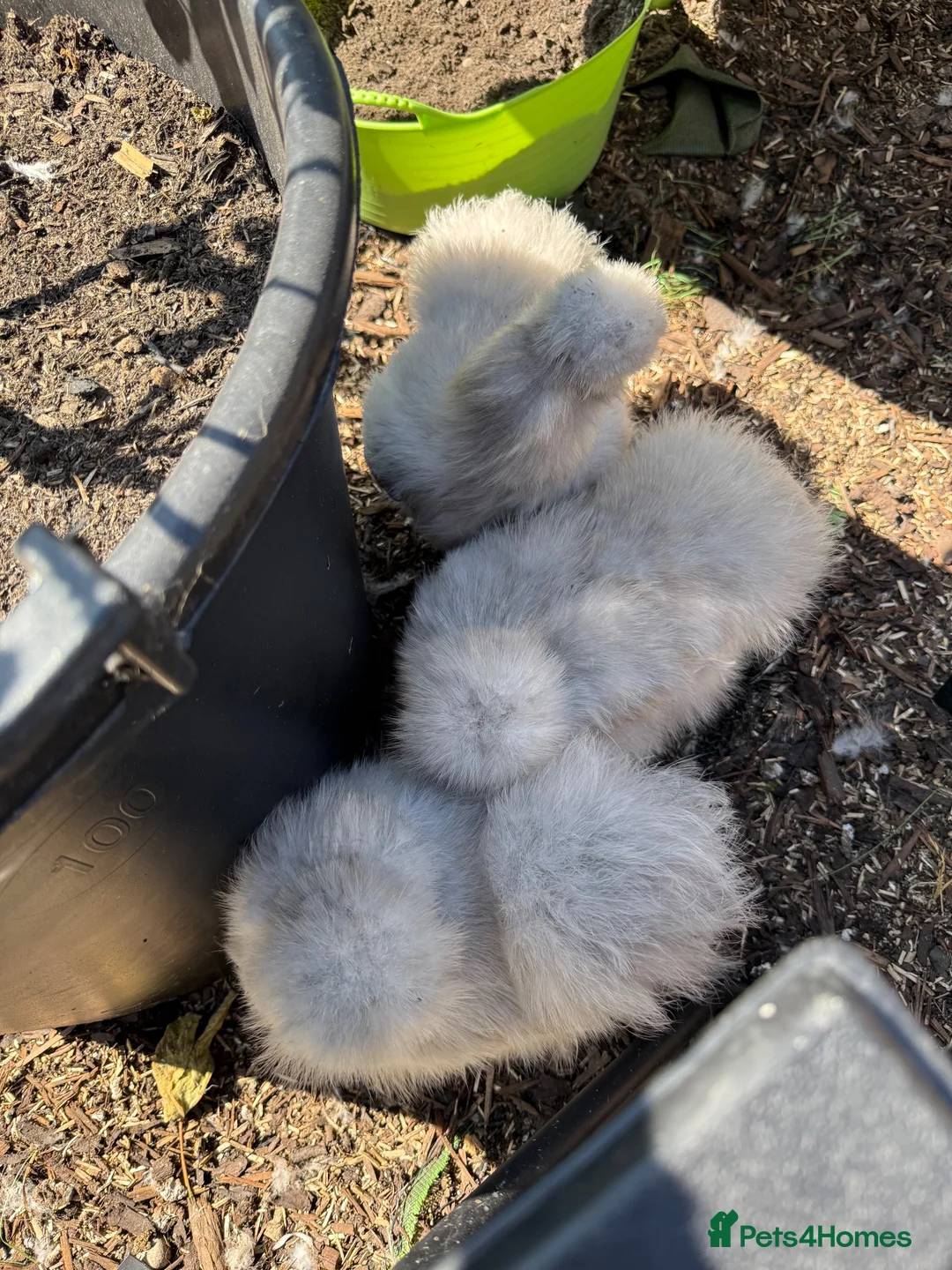 Hens poultry for sale: 3 Lavender Silkie hens - inc hen house - feed etc  - Advert 2