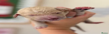 Brown Collar