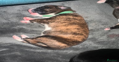 Mixed Breed dogs - Advert 2