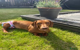 Miniature Dachshund dogs for sale: Red dapple miniature dachshund, beautiful female - Image 5