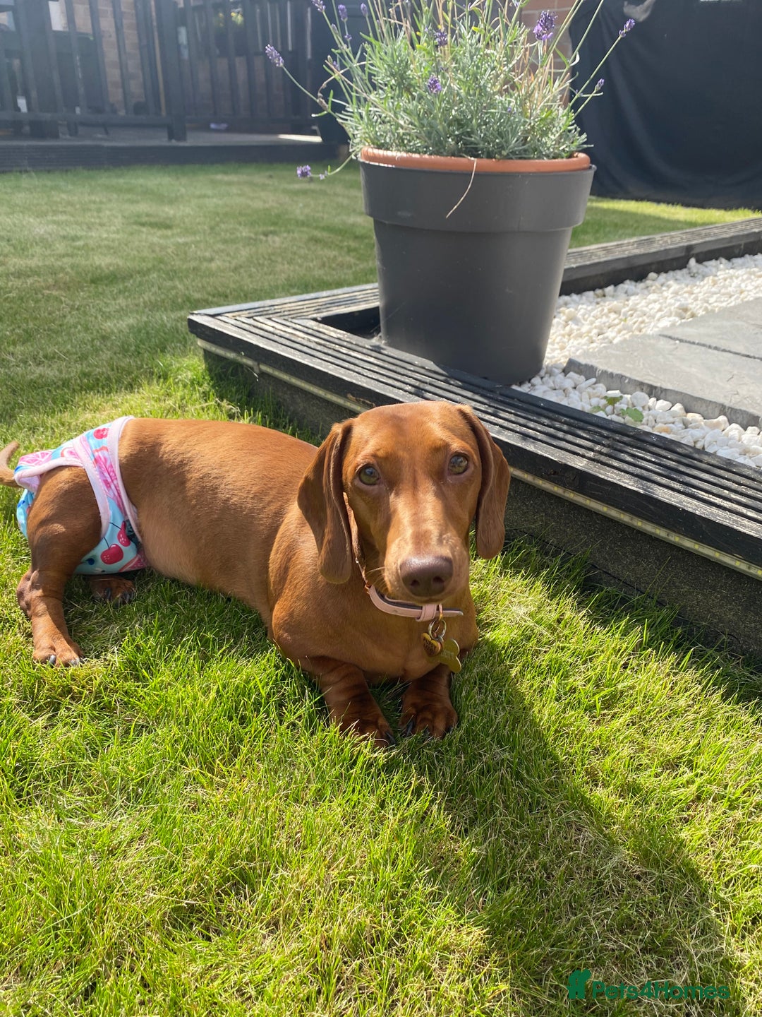 Miniature Dachshund dogs for sale: Red dapple miniature dachshund, beautiful female - Image 5