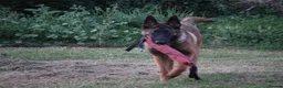 Belgian Shepherd Dog dogs for sale: Kc registered malinois  - Advert 13