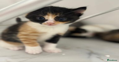 Mixed Breed cats Ragdoll x British Longhair x Moggie - Advert 3