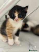 Mixed Breed cats Ragdoll x British Longhair x Moggie - Advert 3