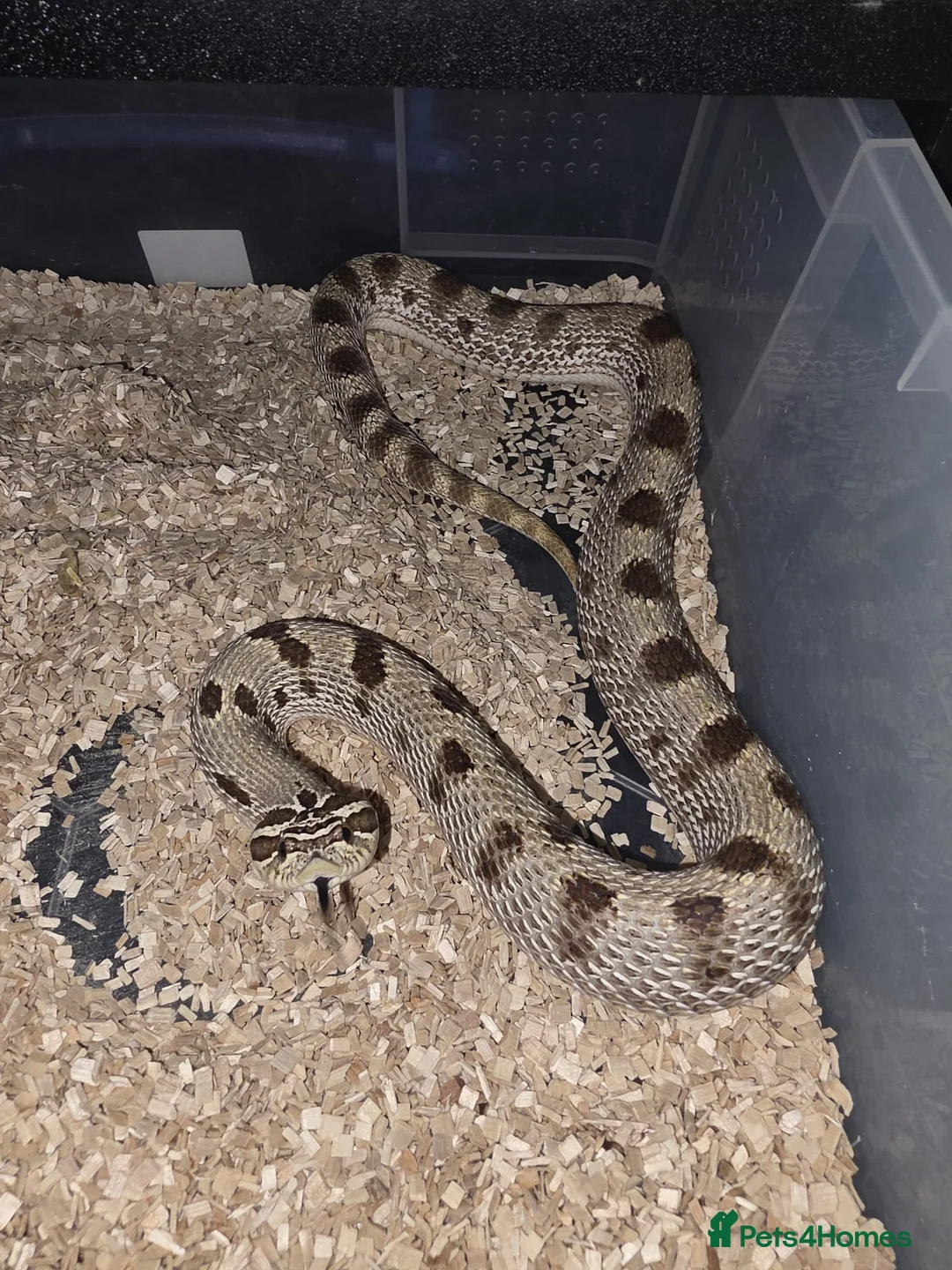 Snake reptiles for sale: Western Hognose Female Snakes - Advert 1
