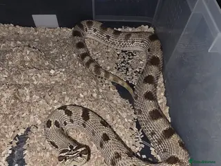 Snake reptiles Western Hognose Female Snakes - Advert 2