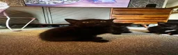 Mixed Breed cats for sale: Beautiful kittens looking for their forever homes  - Advert 4