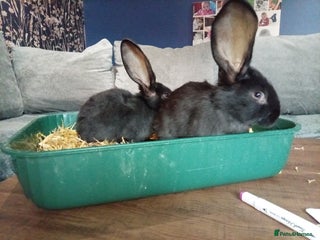 Continental Giant rabbits !few left!GermanGiants(continental giant rabbits) - Advert 18