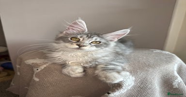 Maine Coon cats in Market Rasen - Advert 14