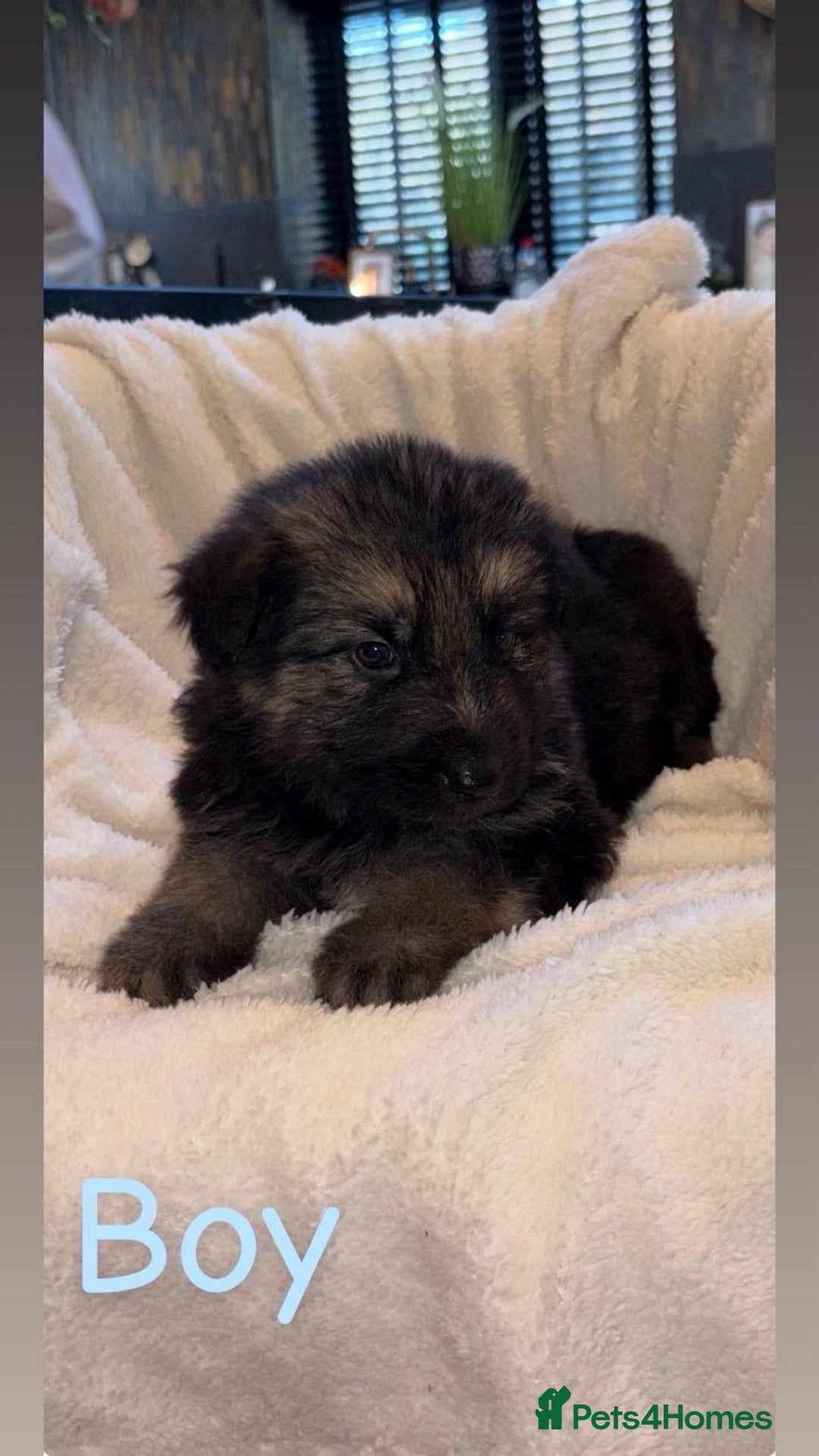 German Shepherd dogs for sale: 10 beautiful German shepherd puppies for sale  - Advert 9