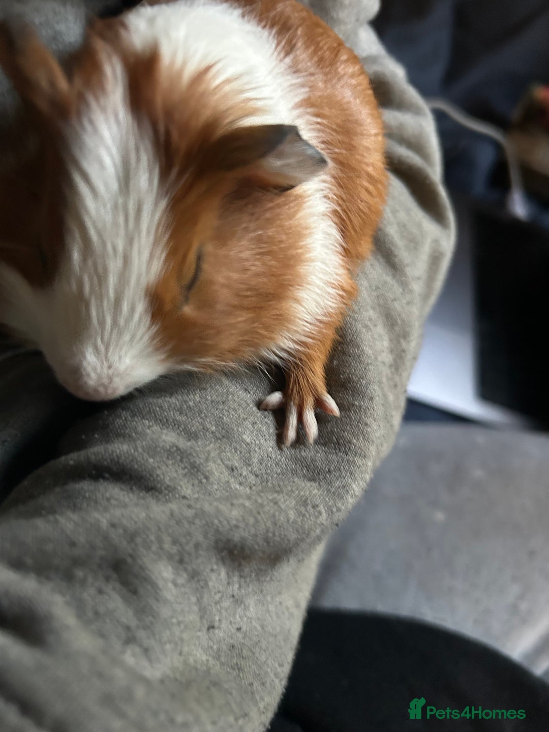 Guinea Pig rodents for sale: Beautiful Baby Guinea Pigs. - Advert 12