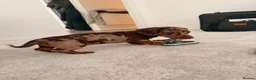 Miniature Dachshund dogs for sale: Miniature dashchund  - Advert 5