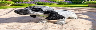Cocker Spaniel 1