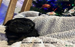 Toy Poodle dogs for sale: Toy poodles  - Image 4