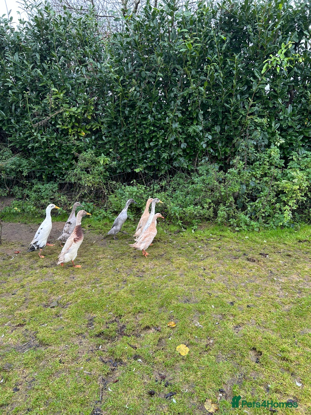 Ducks poultry for sale: Runner ducks Trios and pairs  - Advert 3