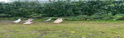 Ducks poultry for sale: Runner ducks Trios and pairs  - Advert 3