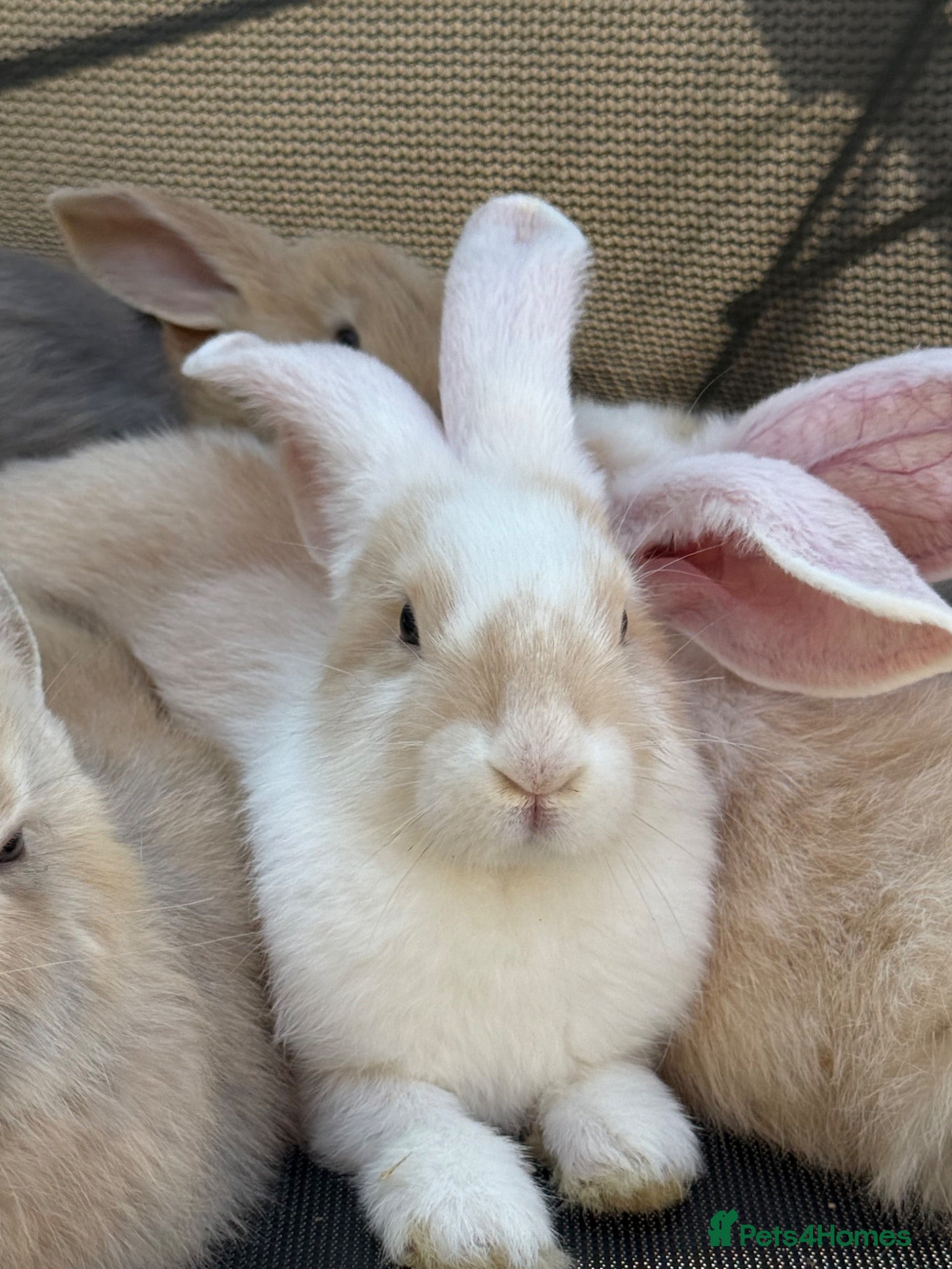 Continental Giant rabbits Continental Giants  - Advert 18