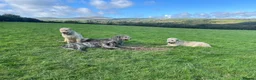 Irish Wolfhound dogs for stud: Irish Wolfhound Stud - Advert 7