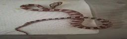 Corn Snake reptiles for sale: Baby corn snakes for sale in Caerphilly - Advert 4