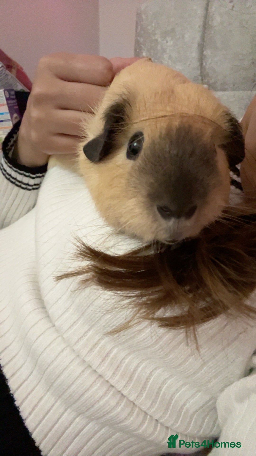 Guinea Pig rodents for sale: Beautiful mixed gender guinea pigs  - Advert 3