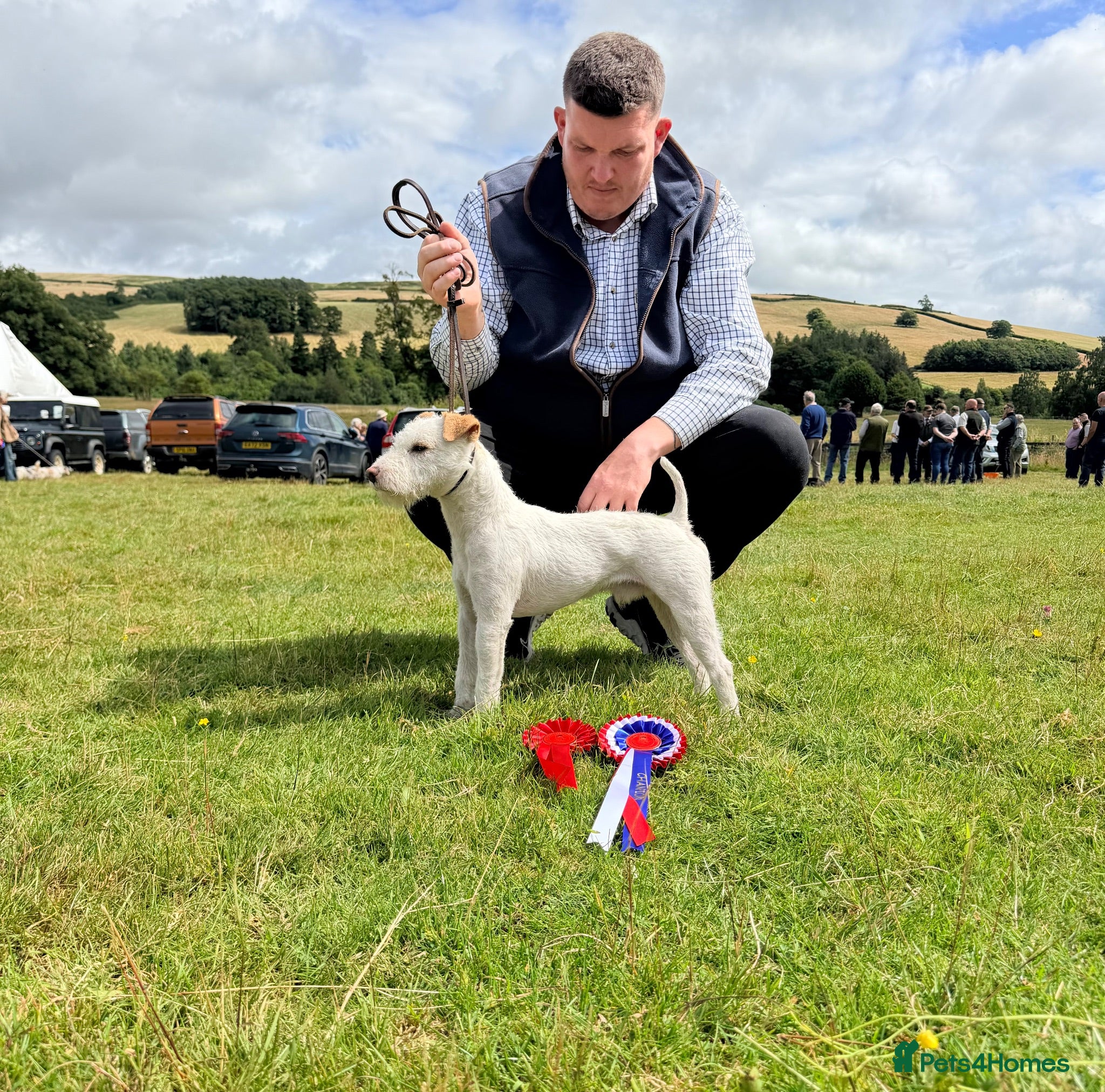 Jack Russell dogs The Geordie boy at stud 🖤🤍 - Advert 3